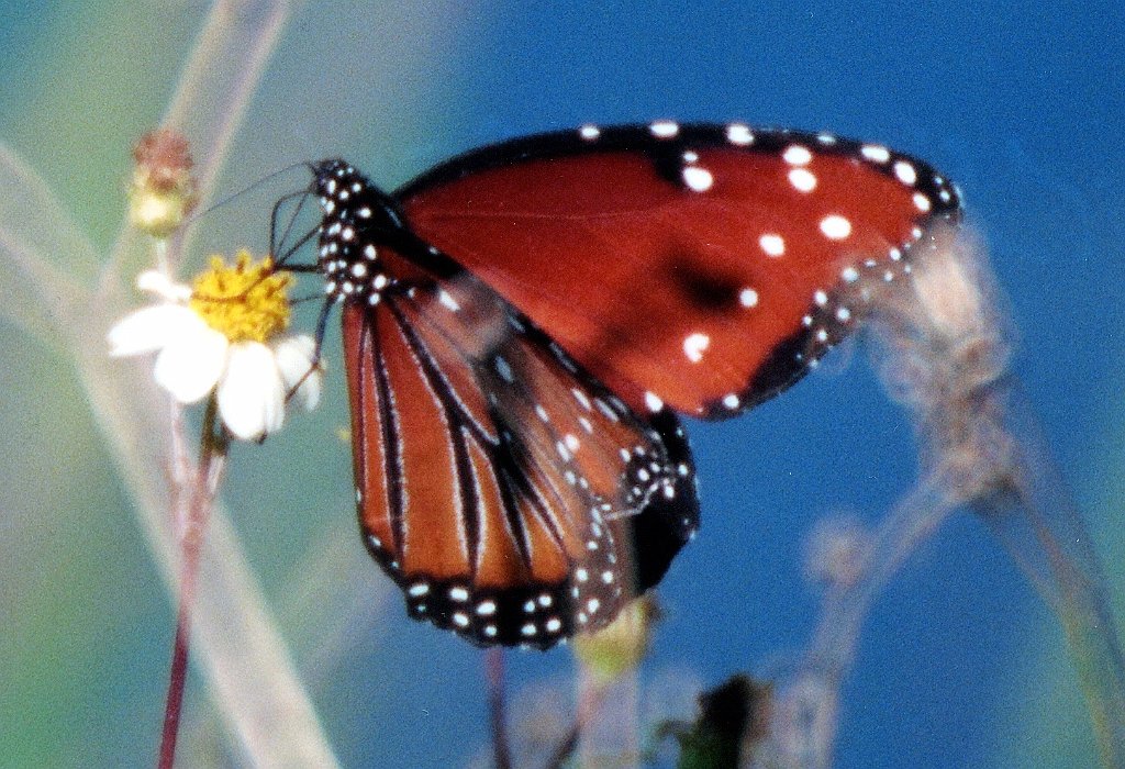 180 Tropic Queen, Loxahatchee NWR, FL, 1-2003, B08P19I02b.jpg - Tropic Queen Butterfly (Danaus eresimus). Loxahatchee NWR, 1-2003